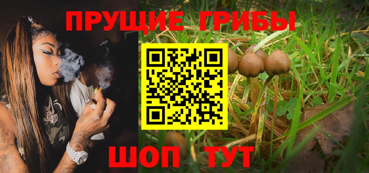 Дальнегорск  Галлюциногенные грибы Psilocybe  Вход с VPN 